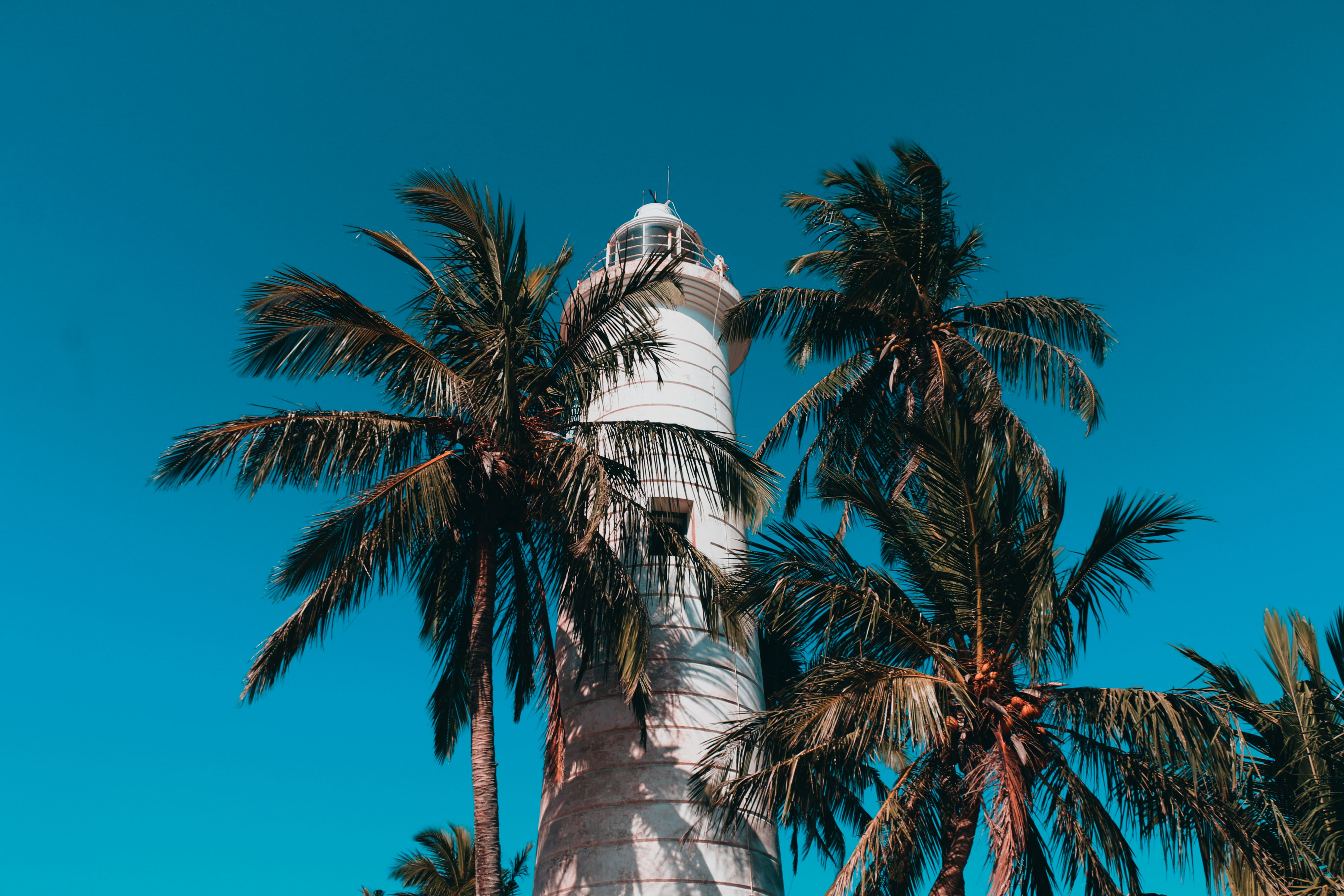 Galle lighthouse framed by coconut palms